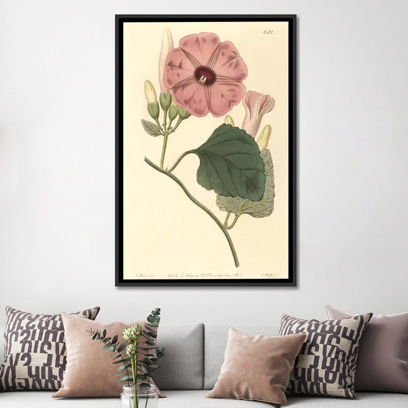 « ipomea jalapa », impression sur toile, H 26 po x l 18 po x P 1,5 po, Toile avec cadre noir, Pas de tapis