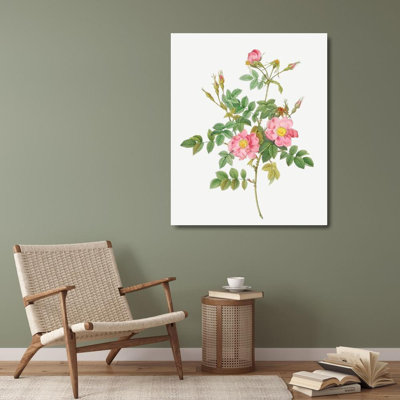 Redoute, Pierre Joseph Sweet Briar, Rusty Rose Semi-Double Flowers, Rosa rubiginosa flore semi-pleno 58290