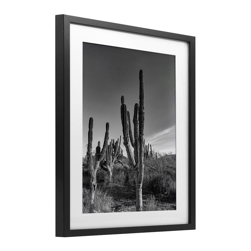 Sunlit Succulents Canyon Cacti, reproduction encadrée sous verre, design par Norm Stelfox, Cadre noir minuit