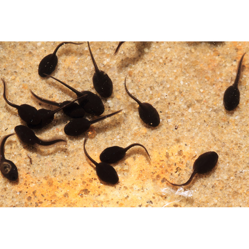 Tadpoles In The Water by Jonnysek - Wrapped Canvas Print, 61cm H x 91cm W