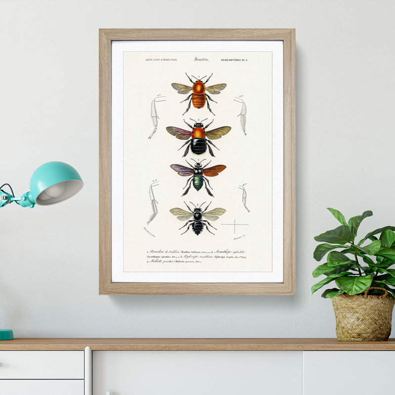 Flying Insect Illustrations PL.1 by Charles d'Orbigny - Picture Frame Graphic Art Print, 48cm H x 36cm W x 2cm D, Oak Framed