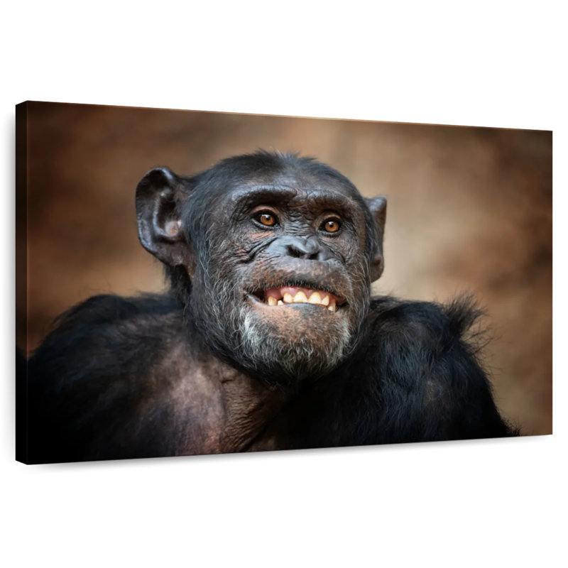 Crowle Funny Chimpanzee