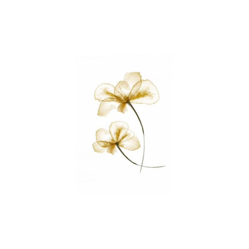 Wrapped Canvas Print, 76.2 cm H x 50.8 cm W