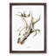 Cockeyed Squid by Carl Chun - Framed Print-57864600-57864601