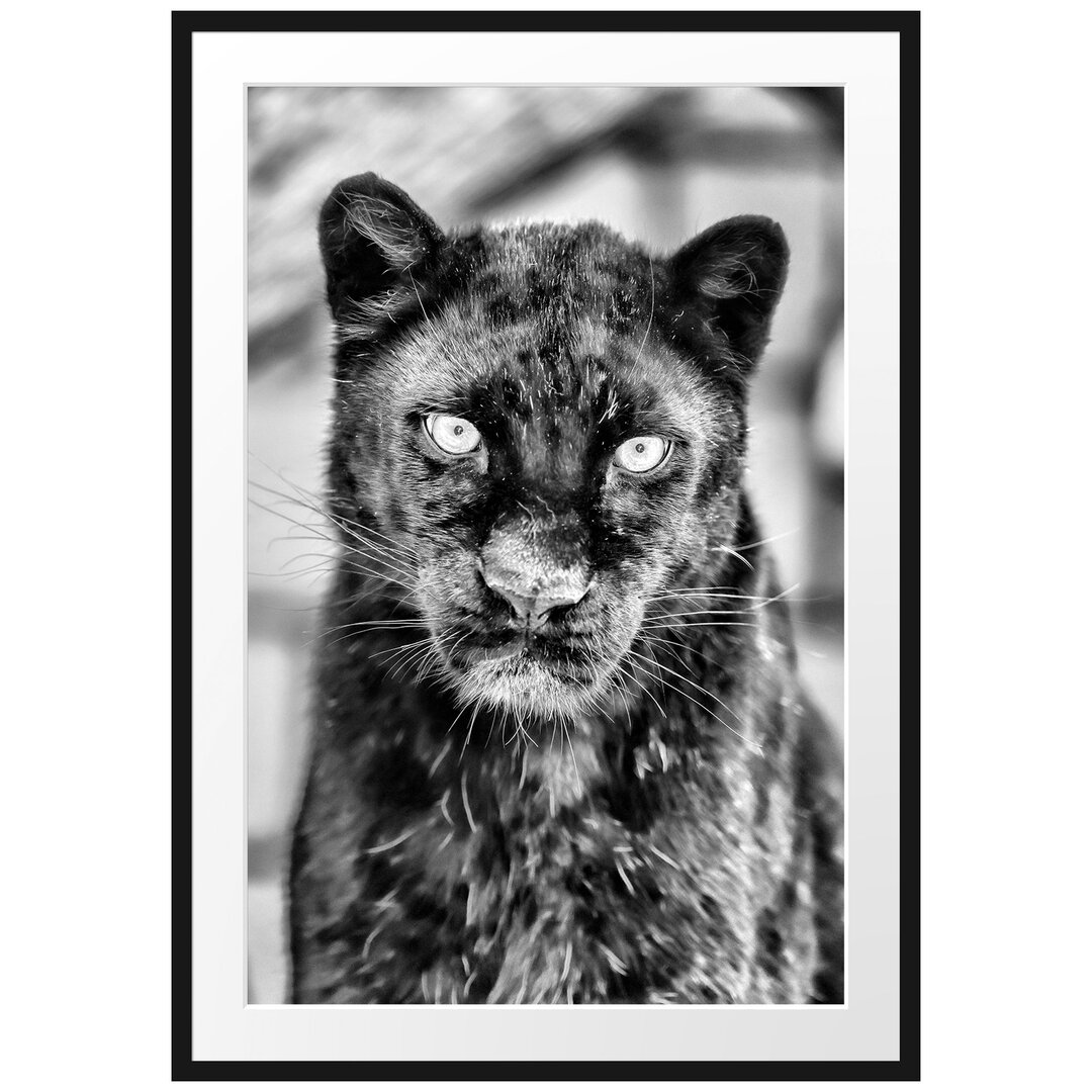 Großartiger Panther" Gerahmtes fotografisches Poster