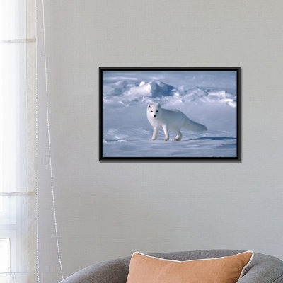 " Arctic Fox In Spring, North Slope, Alaska " by Yva Momatiuk & John Eastcott