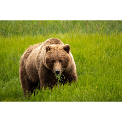 Alaska, grizzly mangeant de l'herbe par George Theodore (24 x 18) # US02GTH0014