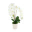 Arrangement d'orchidées dans un vase cannelé