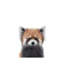Bébé panda rouge - reproduction d'art-53045735-53045736-53045744