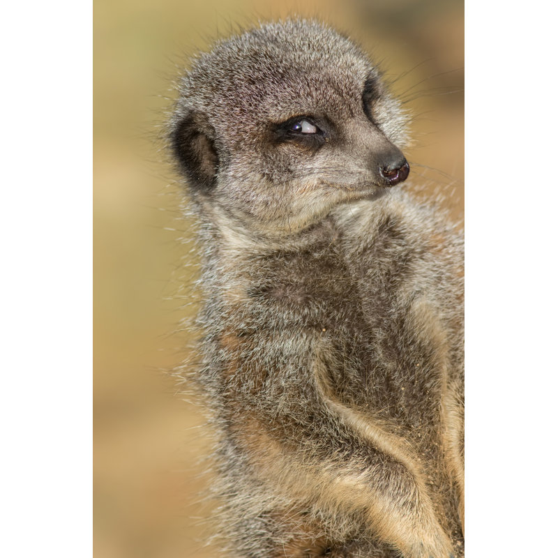 Meerkat Smiling - Wrapped Canvas Print, 91cm H x 61cm W x 3.8cm D