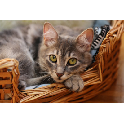 Cat In Basket by Anna Babich - Wrapped Canvas Print