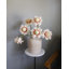 Protea Blush Waratah Bloom 31 po-2115729980-2115729981