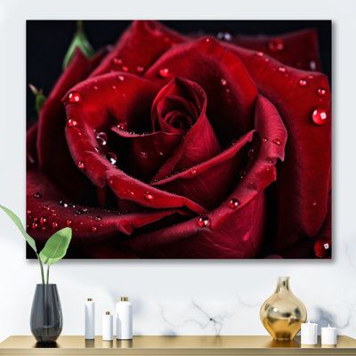 Rose Floral Canvas Wall Art, Red Flower With Raindrops Print - Red Rose With Raindrops IV