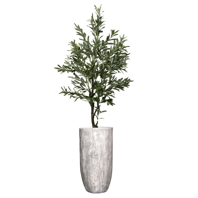 Olive, Gris