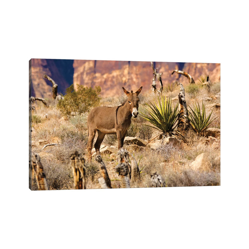 Wild Burros, Equus Asinus, Grazing, Red Rock Canyon, Nevada, USA by Michel Hersen - Wrapped Canvas Print