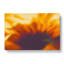 Petals Of A Flower - Wrapped Canvas-55366412