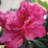1 Gallon Autumn Rouge Encore Azalea - Reblooming Evergreen Shrub with Red-Pink Flowers