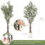Eucalyptus d'intérieur d'intérieur-134997720