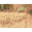 Swan Valley Autumn Portrait #7 Print by Bruce Heinemann-71201002-92903867-132511282