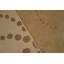 Wool Geometric Area Rug in Gold