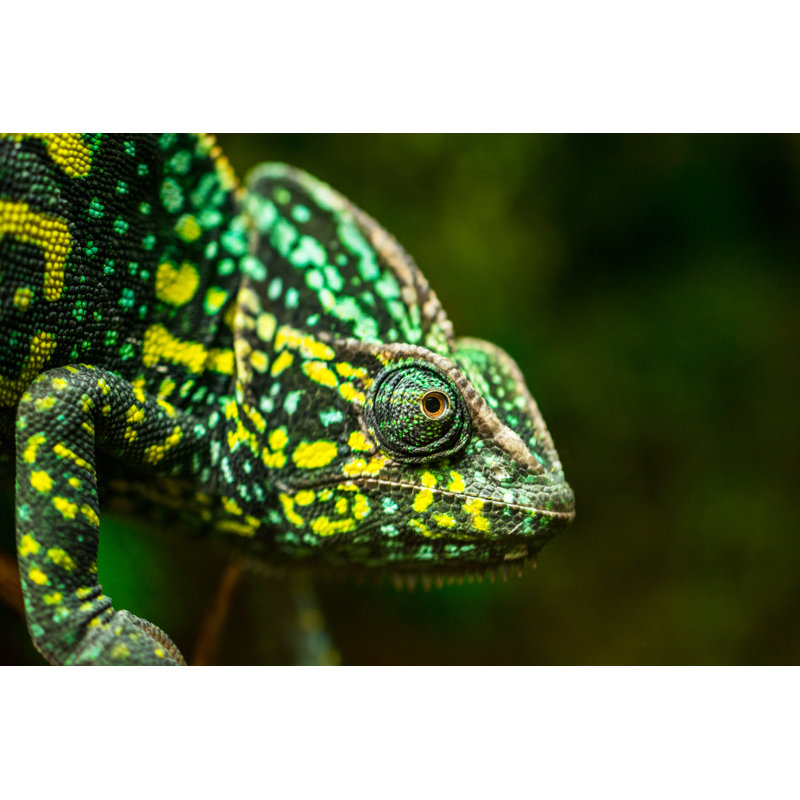 Chameleon On Tree - Wrapped Canvas Print, 61cm H x 91cm W x 3.8cm D