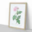 Pink Damask Rose by Pierre-Joseph Redoute - Picture Frame Graphic Art Print-55584113-55584110