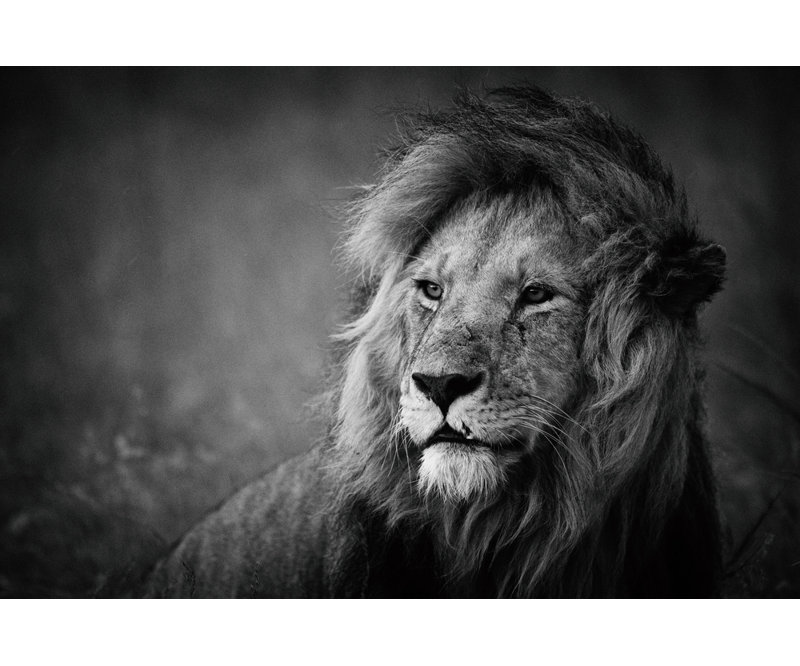 Wrapped Canvas Print, 50.8 cm H x 76.2 cm W