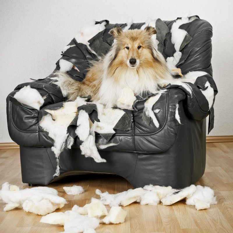 Collie Dog Is on a Leather Chair par Delectus, H 20 po x l 20 po