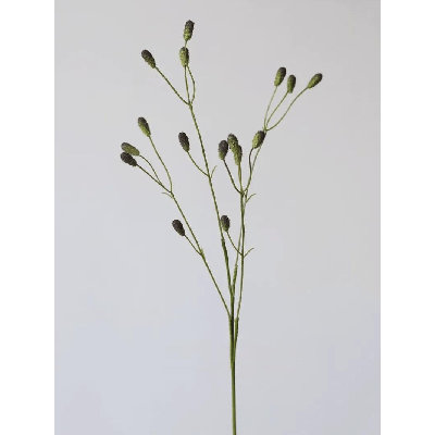 Vaporisateur de sang Sanguisorba