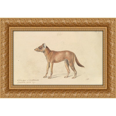 Dhole of Sumatra (1837)
