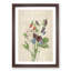 Sweet Pea Flowers by Pierre-Joseph Redoute - Picture Frame Art Print-55616963-55616961