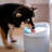 Capsule Automatic Dog Water Fountain
