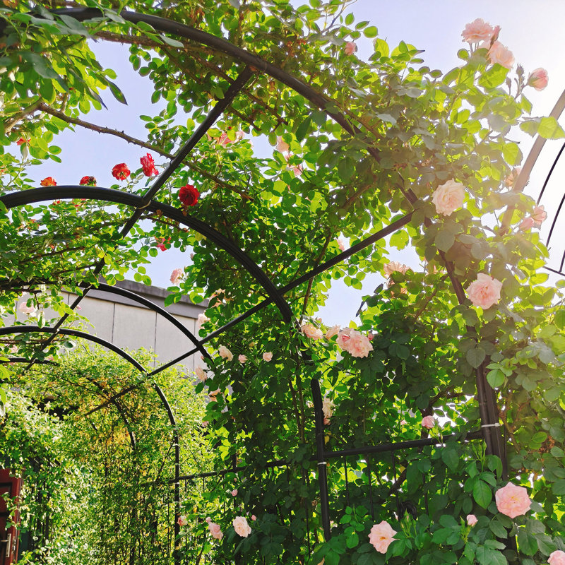 Arche de jardin, arche de jardin en métal avec deux supports à plantes