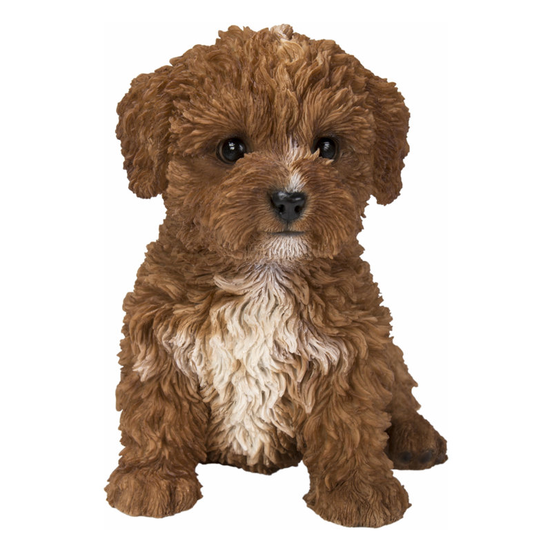 Baby Cavapoo, Brown/Beige