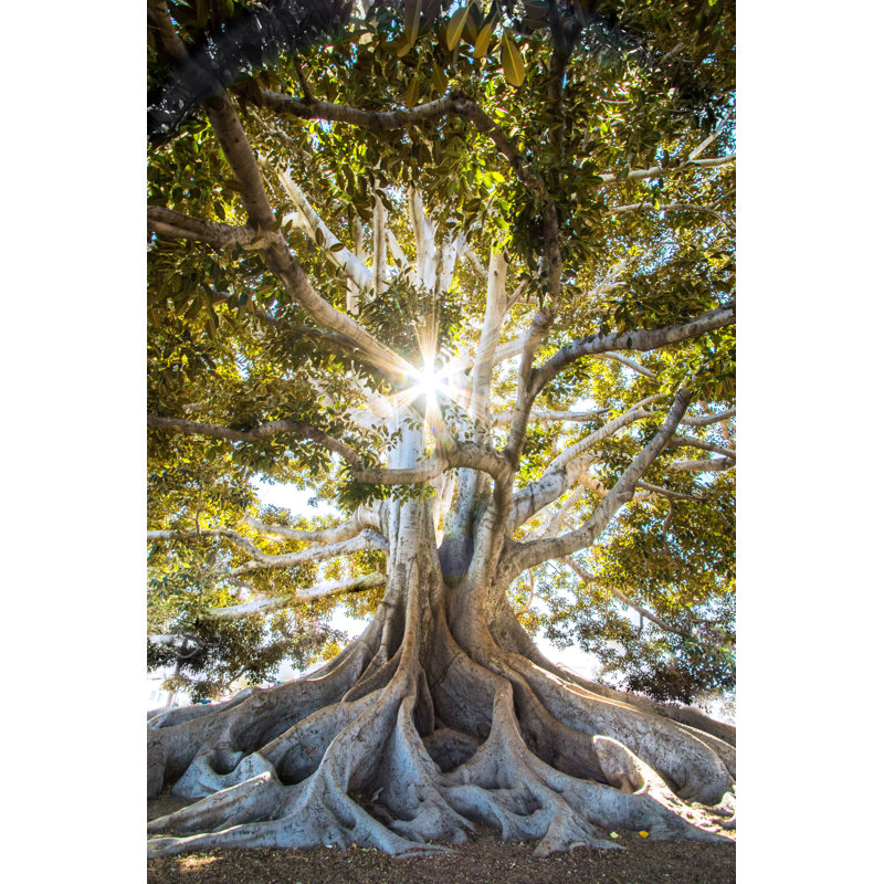 Arbre de lumière, sagesse, grandes racines, soleil, H 36 po x l 24 po x P 1,5 po