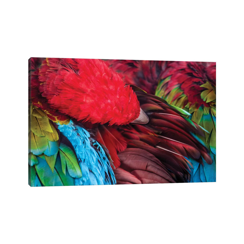 Parrot by Goran Anastasovski - Wrapped Canvas Painting, 20.32 cm H x 30.48 cm W