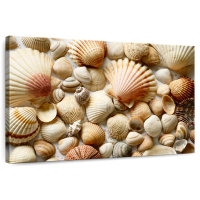 Aletra divers coquillages