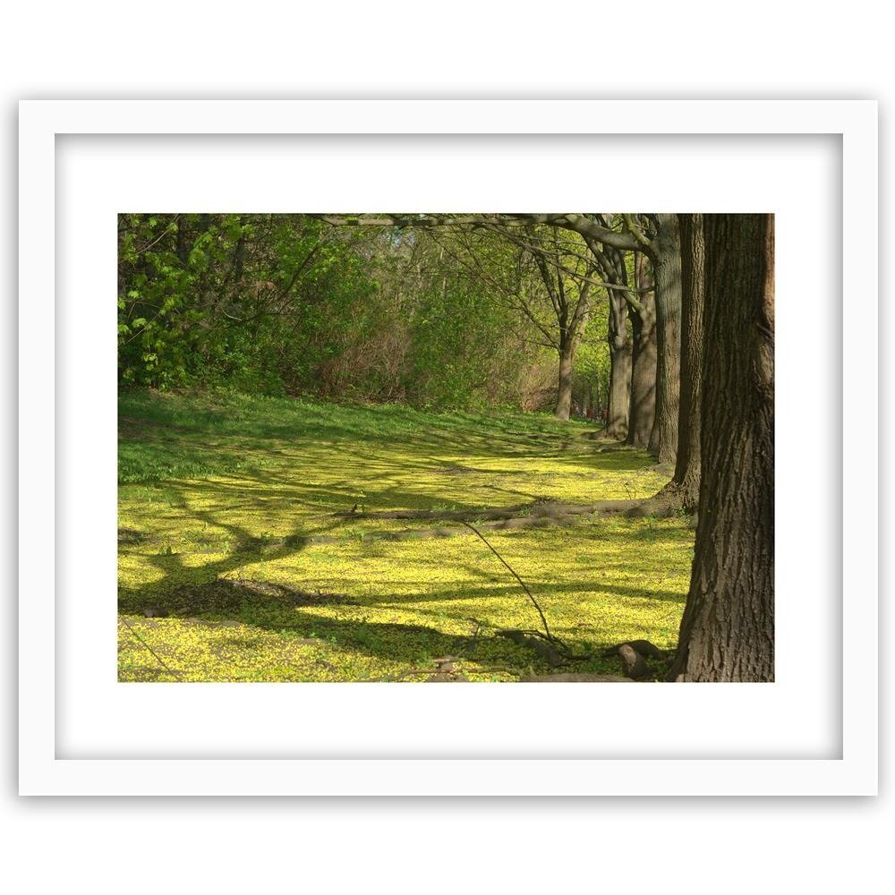 Gerahmtes Poster Lichtung im Wald