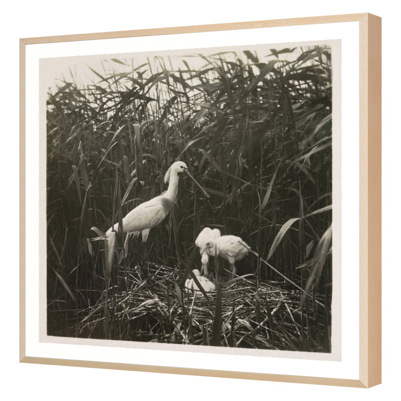 Coastal Birds 1 Print by THE Studio, Maple Framed, 36" H x 36" W