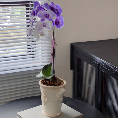 Orchidée biologique 9 pte
