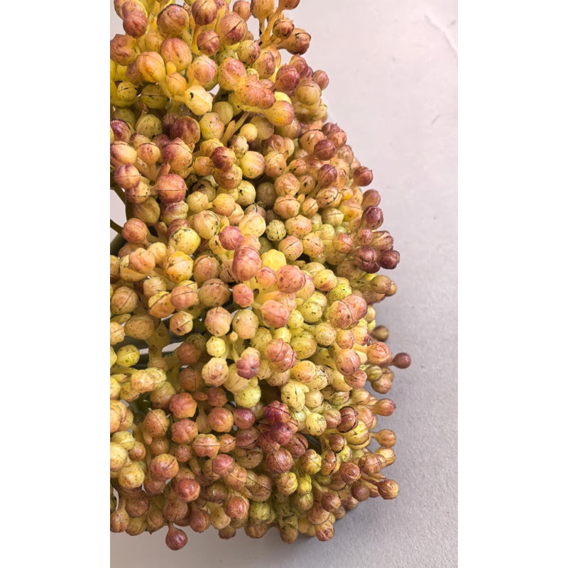 HORRANGEAS À GRAINES, CUEILLETTES X12