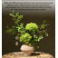 Arrangement floral Wabi Sabi