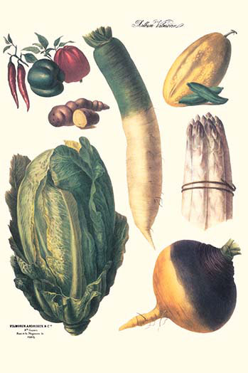 Légumes-impression d’art graphique, H 36 po x l 24 po x P 1,5 po