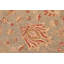 Tapis brun en laine noué à la main 6 pi 5 po x 10 pi Abbigail Southwestern