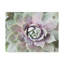 « succulent lueur ii », photographie sur toile tendue-770877538