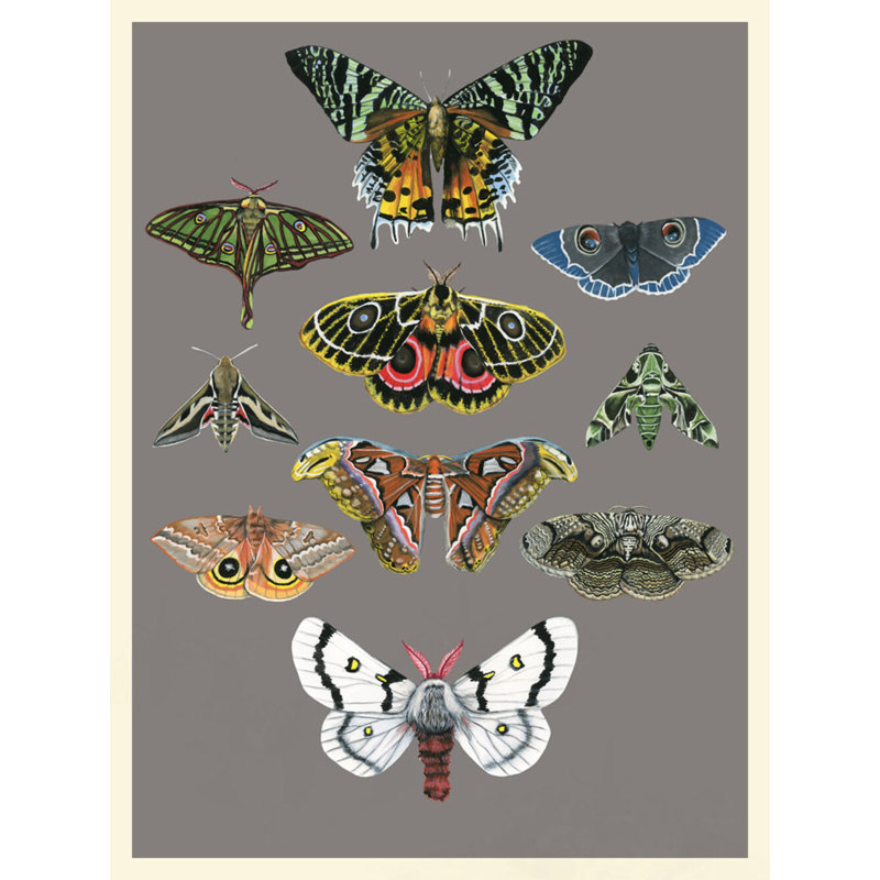 «Entomology Moths Chart» par Thicket Design - impression encadrée sur papier