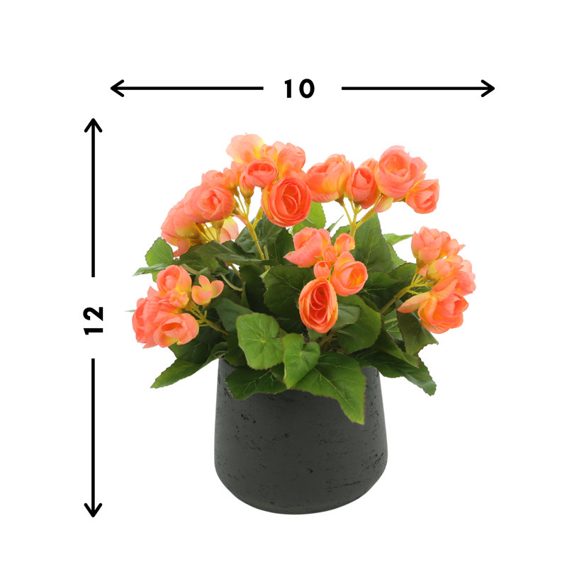 Begonia Floral Arrangement, Orange, Black
