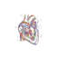 «Heart Cross Section» - Impression-52366210-52366230