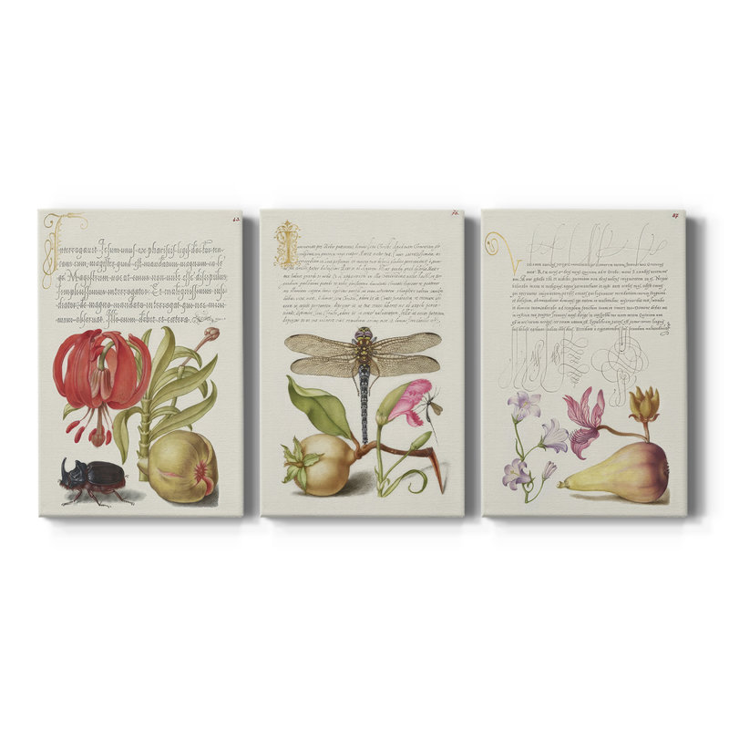 Hoefnagel, spéculations tropicales - toile tendue sur mesure - 3 pièces, H 12 po x l 24 po