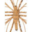 Insects Wall Decor-1243500943